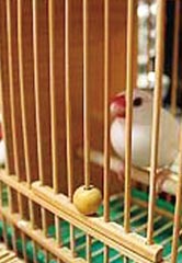 文鳥占い(イメージ)