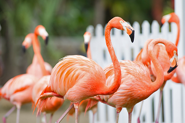 バハマの国鳥のフラミンゴ(イメージ)